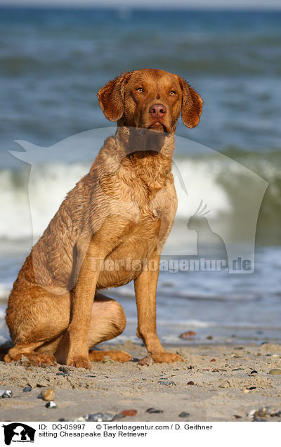 sitzender Chesapeake Bay Retriever / sitting Chesapeake Bay Retriever / DG-05997