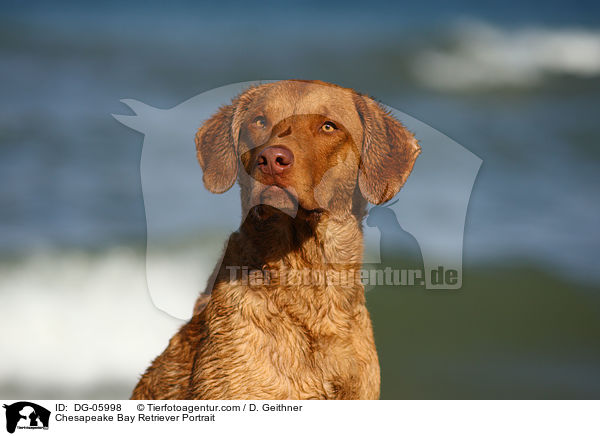 Chesapeake Bay Retriever Portrait / Chesapeake Bay Retriever Portrait / DG-05998