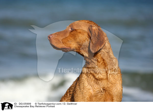 Chesapeake Bay Retriever Portrait / Chesapeake Bay Retriever Portrait / DG-05999