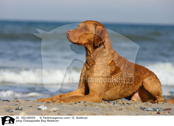 liegender Chesapeake Bay Retriever / lying Chesapeake Bay Retriever / DG-06000