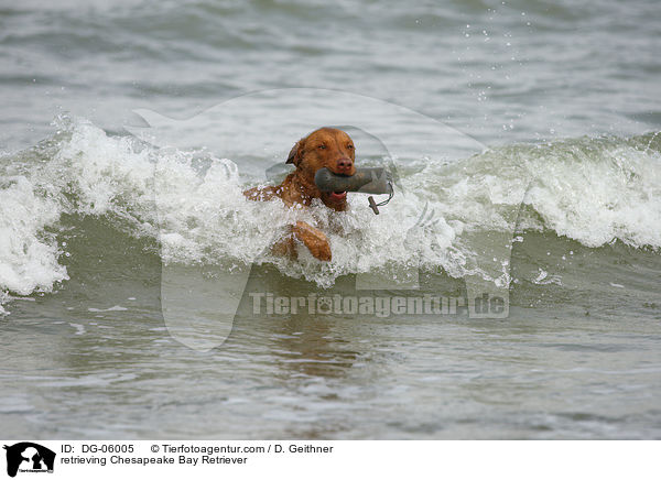 apportierender Chesapeake Bay Retriever / retrieving Chesapeake Bay Retriever / DG-06005