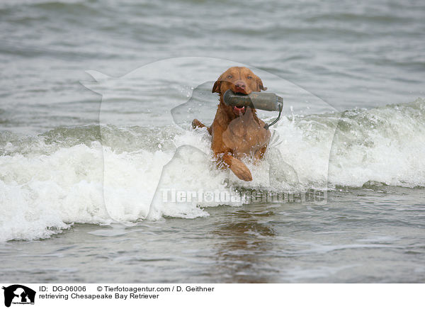 apportierender Chesapeake Bay Retriever / retrieving Chesapeake Bay Retriever / DG-06006