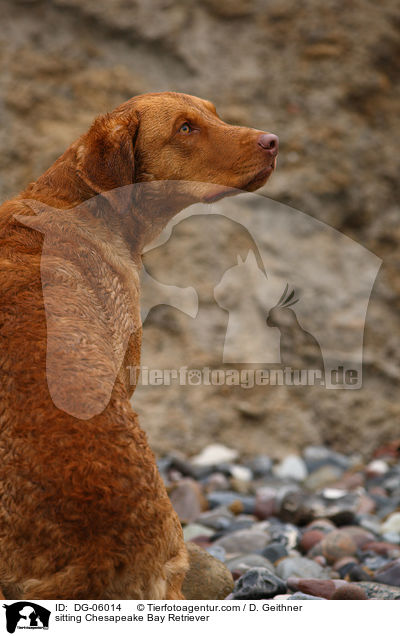 sitzender Chesapeake Bay Retriever / sitting Chesapeake Bay Retriever / DG-06014