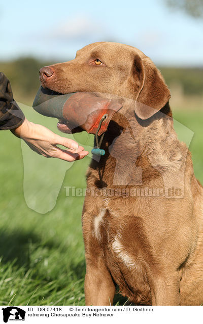 apportierender Chesapeake Bay Retriever / retrieving Chesapeake Bay Retriever / DG-07418