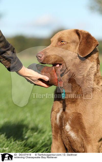 apportierender Chesapeake Bay Retriever / retrieving Chesapeake Bay Retriever / DG-07419