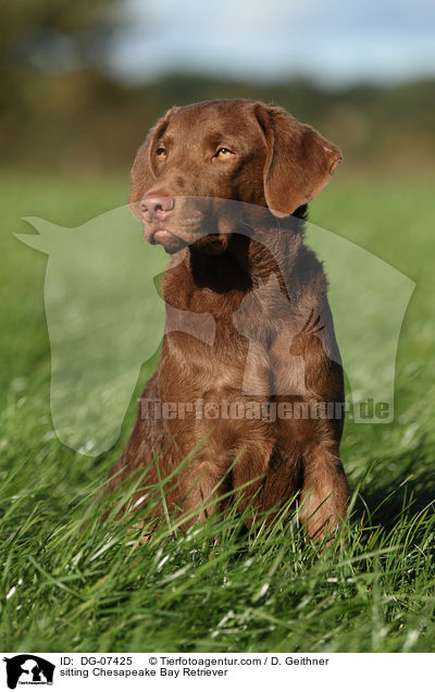 sitzender Chesapeake Bay Retriever / sitting Chesapeake Bay Retriever / DG-07425