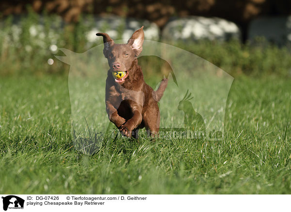 spielender Chesapeake Bay Retriever / playing Chesapeake Bay Retriever / DG-07426