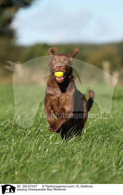 spielender Chesapeake Bay Retriever / playing Chesapeake Bay Retriever / DG-07427