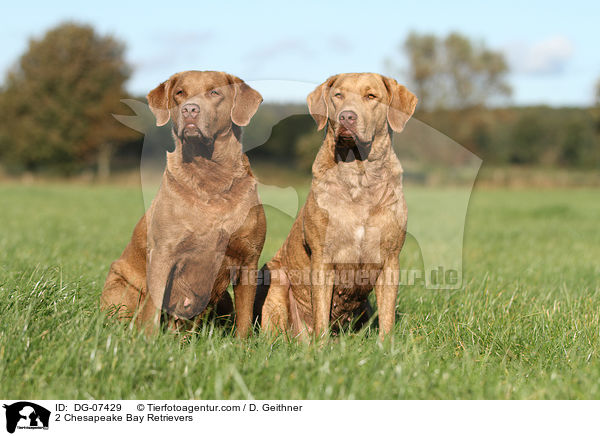 2 Chesapeake Bay Retriever / 2 Chesapeake Bay Retrievers / DG-07429