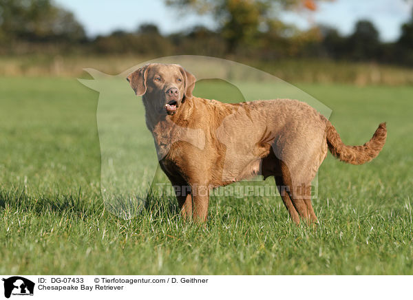 Chesapeake Bay Retriever / Chesapeake Bay Retriever / DG-07433