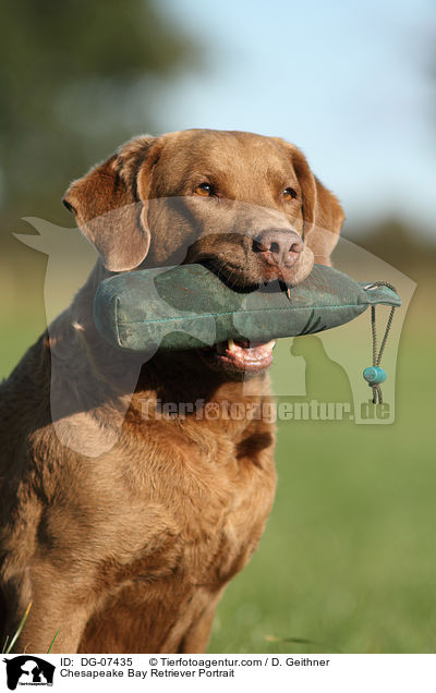 Chesapeake Bay Retriever Portrait / Chesapeake Bay Retriever Portrait / DG-07435