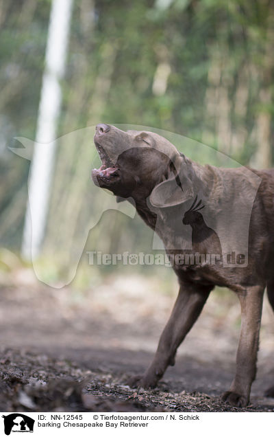 bellender Chesapeake Bay Retriever / barking Chesapeake Bay Retriever / NN-12545