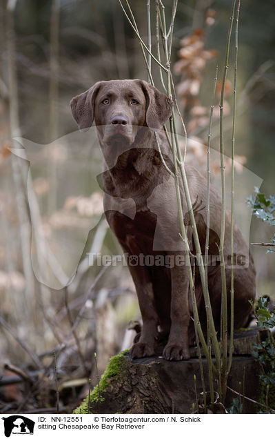 sitzender Chesapeake Bay Retriever / sitting Chesapeake Bay Retriever / NN-12551