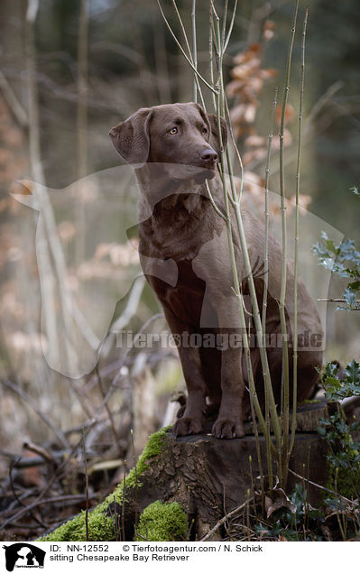 sitzender Chesapeake Bay Retriever / sitting Chesapeake Bay Retriever / NN-12552