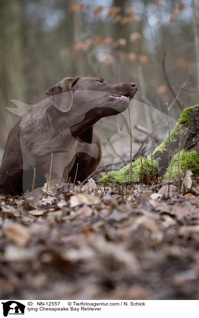 liegender Chesapeake Bay Retriever / lying Chesapeake Bay Retriever / NN-12557