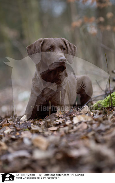 liegender Chesapeake Bay Retriever / lying Chesapeake Bay Retriever / NN-12558