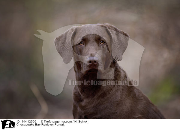 Chesapeake Bay Retriever Portrait / Chesapeake Bay Retriever Portrait / NN-12566