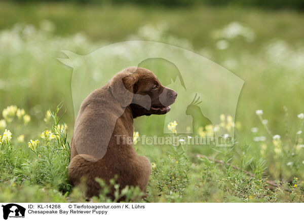 Chesapeake Bay Retriever Welpe / Chesapeake Bay Retriever Puppy / KL-14268