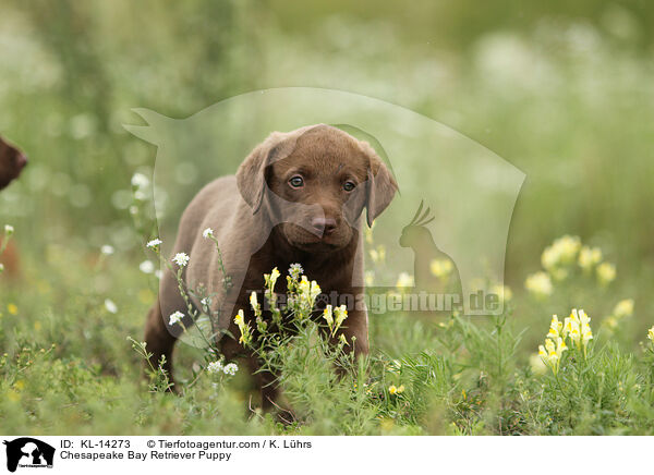 Chesapeake Bay Retriever Welpe / Chesapeake Bay Retriever Puppy / KL-14273