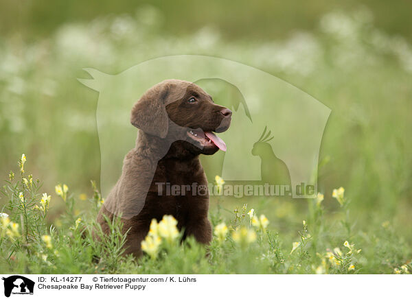 Chesapeake Bay Retriever Welpe / Chesapeake Bay Retriever Puppy / KL-14277