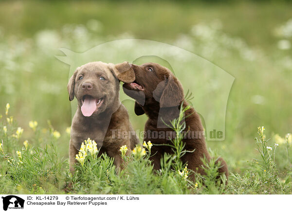 Chesapeake Bay Retriever Welpen / Chesapeake Bay Retriever Puppies / KL-14279