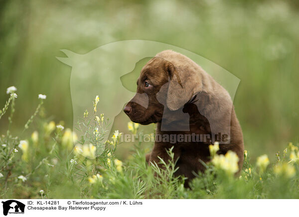 Chesapeake Bay Retriever Welpe / Chesapeake Bay Retriever Puppy / KL-14281