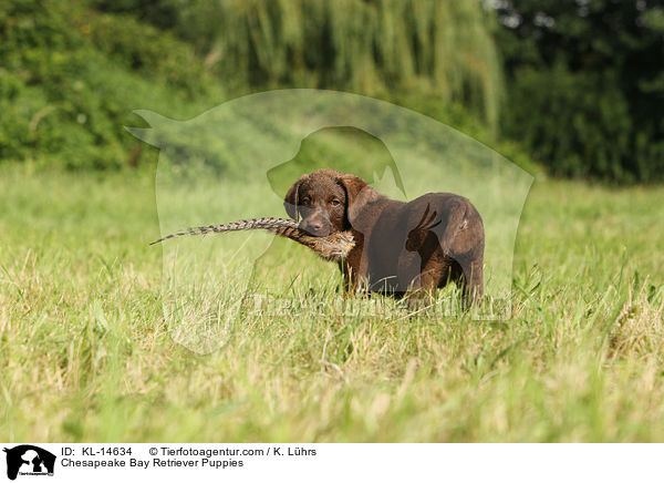 Chesapeake Bay Retriever Welpen / Chesapeake Bay Retriever Puppies / KL-14634