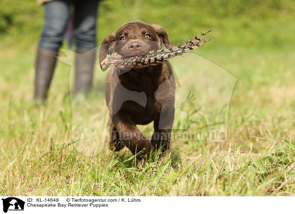 Chesapeake Bay Retriever Welpen / Chesapeake Bay Retriever Puppies / KL-14648