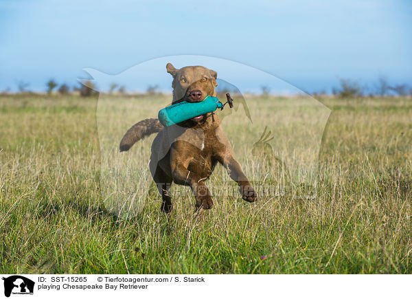 playing Chesapeake Bay Retriever / SST-15265