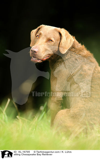 sitting Chesapeake Bay Retriever / KL-16795