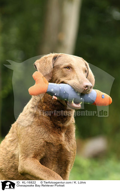 Chesapeake Bay Retriever Portrait / Chesapeake Bay Retriever Portrait / KL-16822