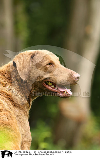 Chesapeake Bay Retriever Portrait / Chesapeake Bay Retriever Portrait / KL-16825