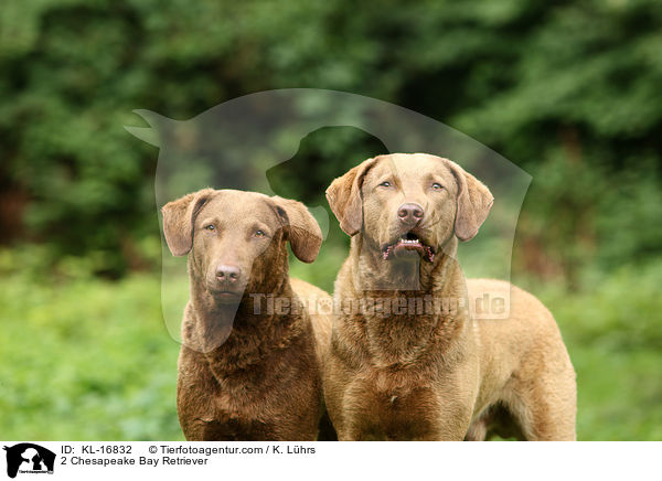 2 Chesapeake Bay Retriever / 2 Chesapeake Bay Retriever / KL-16832