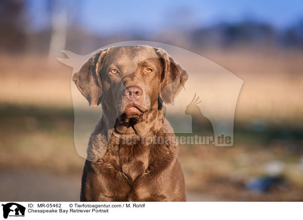 Chesapeake Bay Retriever Portrait / Chesapeake Bay Retriever Portrait / MR-05462