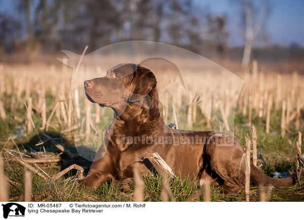 liegender Chesapeake Bay Retriever / lying Chesapeake Bay Retriever / MR-05487