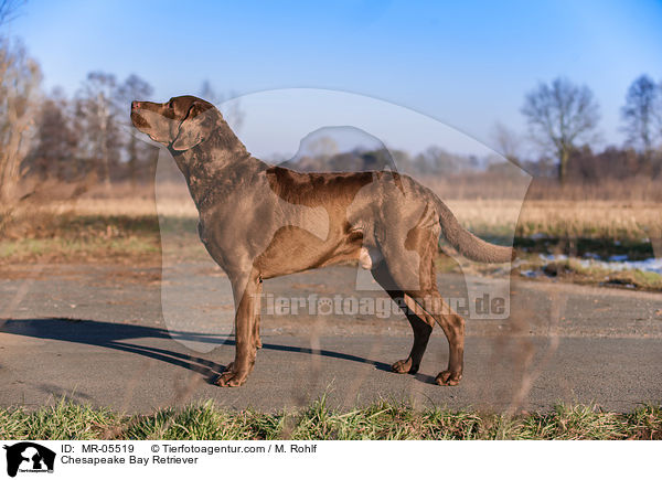 Chesapeake Bay Retriever / MR-05519