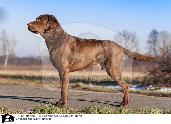 Chesapeake Bay Retriever / MR-05520