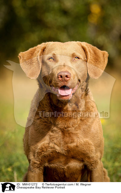 Chesapeake Bay Retriever Portrait / Chesapeake Bay Retriever Portrait / MW-01272