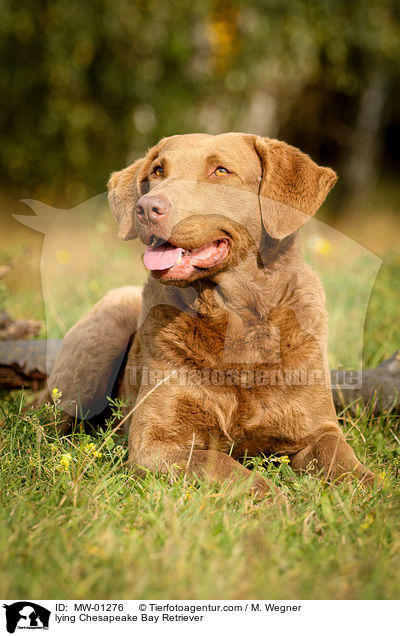 liegender Chesapeake Bay Retriever / lying Chesapeake Bay Retriever / MW-01276