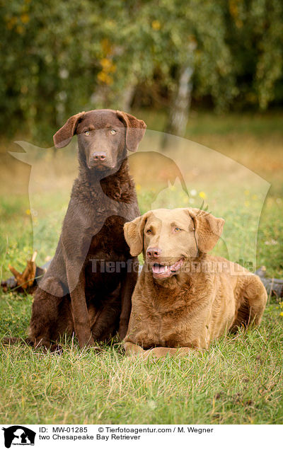 zwei Chesapeake Bay Retriever / two Chesapeake Bay Retriever / MW-01285