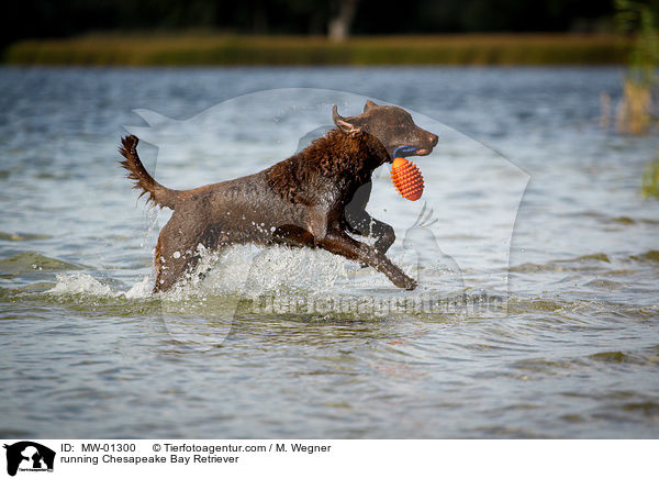 running Chesapeake Bay Retriever / MW-01300