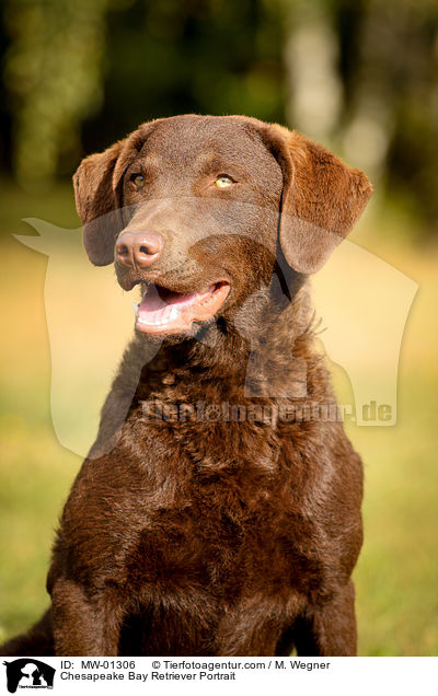 Chesapeake Bay Retriever Portrait / Chesapeake Bay Retriever Portrait / MW-01306