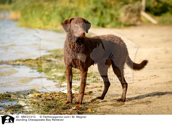 standing Chesapeake Bay Retriever / MW-01313