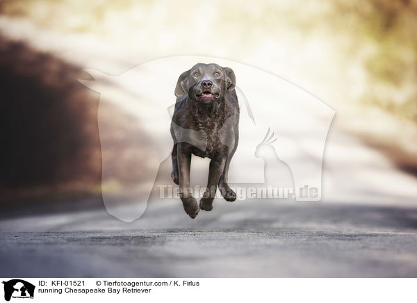 rennender Chesapeake Bay Retriever / running Chesapeake Bay Retriever / KFI-01521