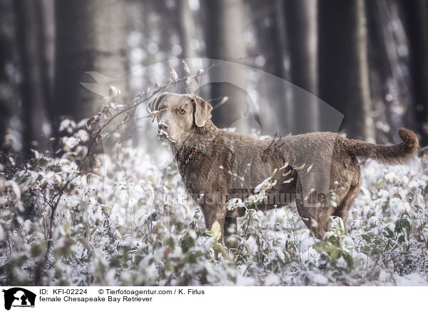 Chesapeake Bay Retriever Hndin / female Chesapeake Bay Retriever / KFI-02224