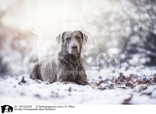 Chesapeake Bay Retriever Hndin / female Chesapeake Bay Retriever / KFI-02235