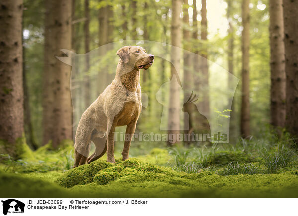 Chesapeake Bay Retriever / Chesapeake Bay Retriever / JEB-03099