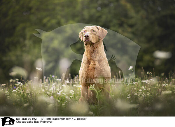 Chesapeake Bay Retriever / Chesapeake Bay Retriever / JEB-03102