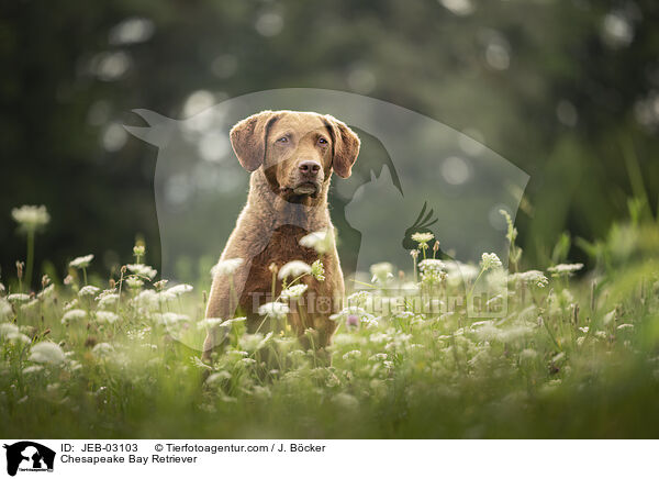 Chesapeake Bay Retriever / Chesapeake Bay Retriever / JEB-03103