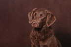 Chesapeake Bay Retriever Portrait